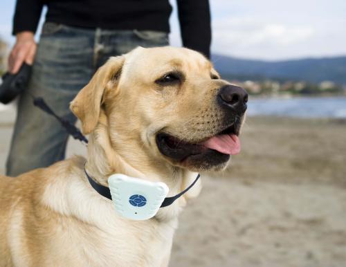 Ultrasonique Collier dressage chien collier anti aboiement petit chien